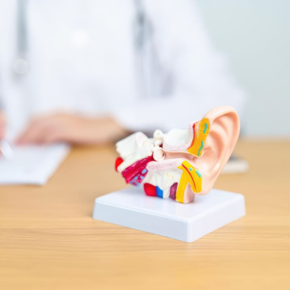 A plastic model of a human ear showing internal structures sits on a table, with a blurred person in a white coat and stethoscope in the background.